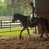 elliehorseaccount
