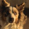 aussieparis