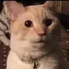 usertc8vsiogj0