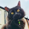 lunatictokcat