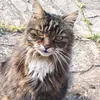 cutekittycats.16
