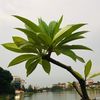 tanvirahamed266