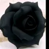 gwlirash10
