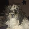 ghostzilch