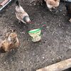 chickenbosshog