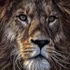 lion9090_