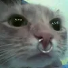 azywkay