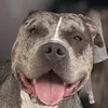 bleuxl