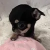 oribabywu