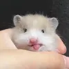 randomscherryy