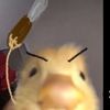 duckie_bubbles