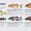 fishinggrouper