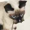 digroyd0