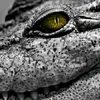 alligator_1