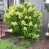 lyn_3978