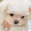 babbbyyao