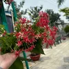 canhhongphai900
