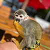 czarekthemonkey