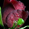 hamzasniper3
