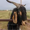 mechanicmike42