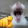 ali.ratzz
