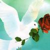 user5533216