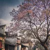 trangthuy_0308