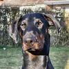 pacho_thelittle_doberman