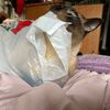 mau_mau006