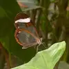 maraldode