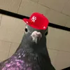 crazypigeon445