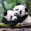 callsign_demon_panda