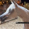 almaha.22