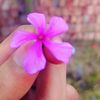 keya_khan.03