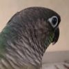 titobutiktok