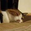 peanut_3legs_moo_lilith