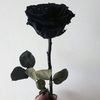 klees_2002_