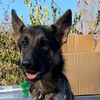 ember.theservice.shepard