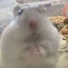 dmdogama