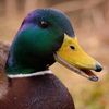 a_random_duck