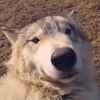 sefora_silvermoon