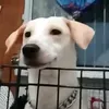 mamadogcline