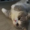 imrosy04