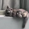 omoahmad_2