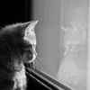 icaa_imuppp123