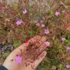 lo_lo_041