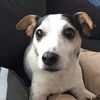 indycutedog