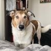 arloagilitydog