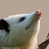 screamingopossumtm