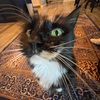 stephcattttt